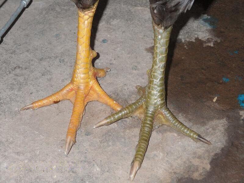 Việc thực hiện phân tích và đánh giá vảy gà đá là cần thiết