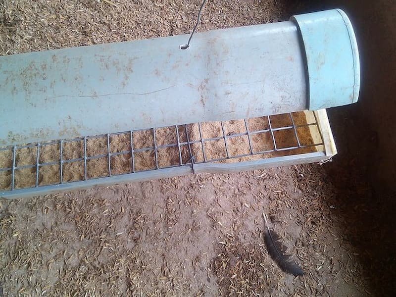 Máng ăn cho gà thả vườn