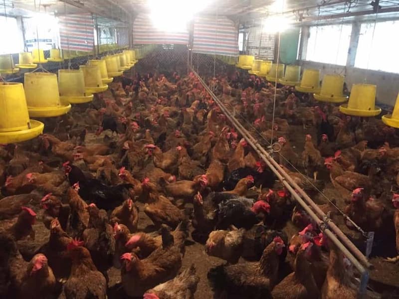 Cách bố trí máng ăn cho gà