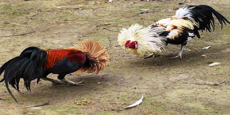 Chọn được màu mạng cho gà đá phù hợp sẽ mang đến nhiều thuận lợi và may mắn