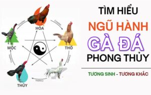 Quan điểm thuyết ngũ hành trong giải trí chọi gà