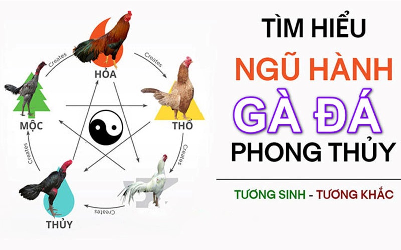 Quan điểm thuyết ngũ hành trong giải trí chọi gà