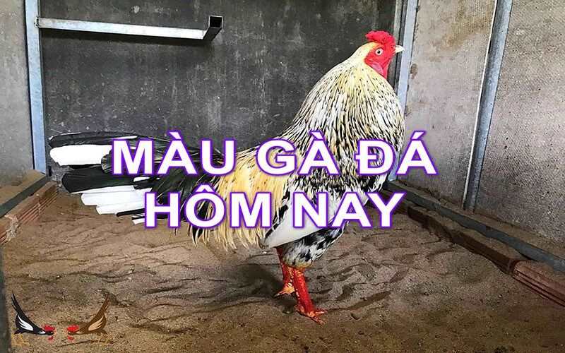 Màu mạng gà dựa theo quy luật về phong thủy