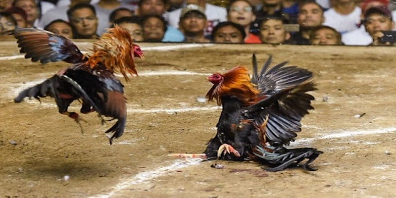 Dịch vụ đi kèm tại Trường gà