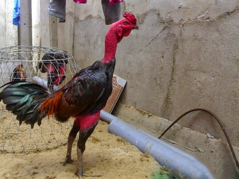 Cách chọn gà chọi chiến tốt nhất