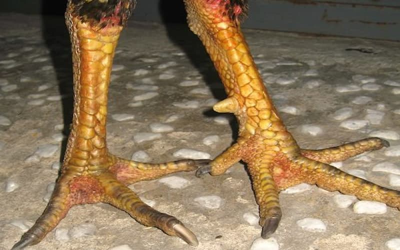 Nên chọn chiến kê có 3 hàng vảy