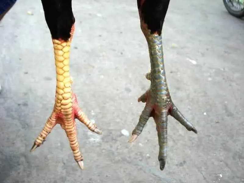 Làm thế nào để tránh chọn phải vảy gà xấu?