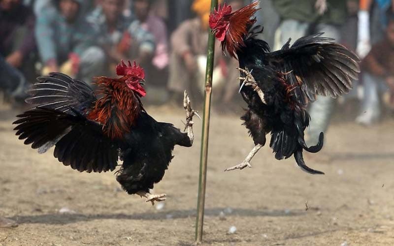 Đá Gà Ăn Tiền Trực Tuyến Có Gì?