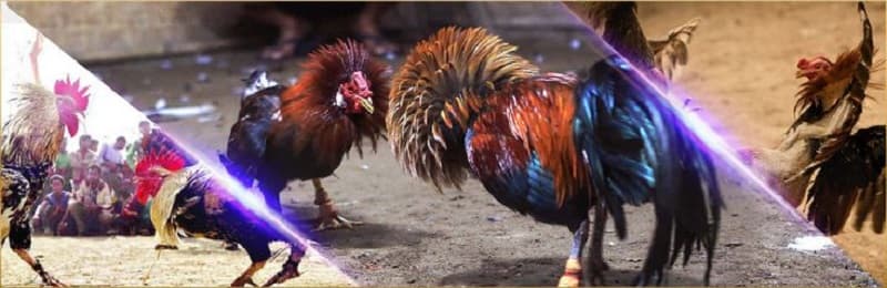 Kinh nghiệm chơi cá độ đá gà chắc thắng từ cao thủ