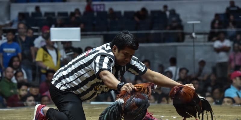 Nguyên tắc khi chơi đá gà sử dụng cựa dao