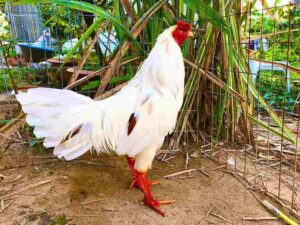 Tìm hiểu về cá cược kèo gà bướm là gì