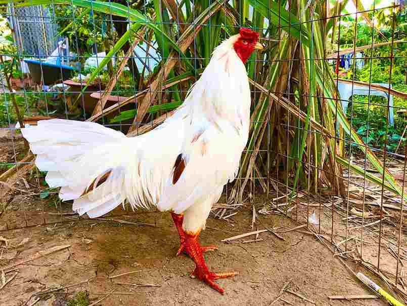 Tìm hiểu về cá cược kèo gà bướm là gì