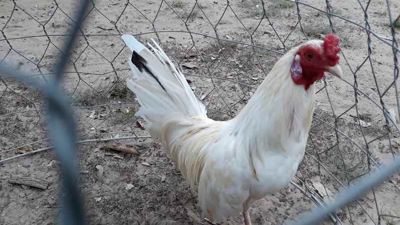 Cá cược gà bướm online tại nhà cái AE888