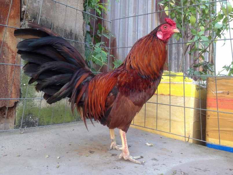 Có sự tham gia chiến đầu của chiến thần kê - Gà khét là anh em đã có cơ hội rất lớn giành chiến thắng