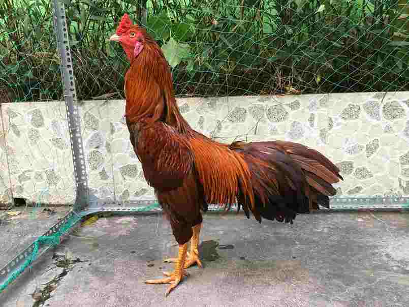 Anh em sẽ có những trải nghiệm cực kỳ thú, chất lượng tại các sàn đấu gà online