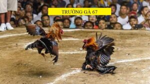 Vài nét về trường gà 