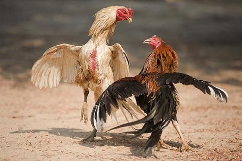 Hiểu rõ luật chơi đá gà tại trường gà